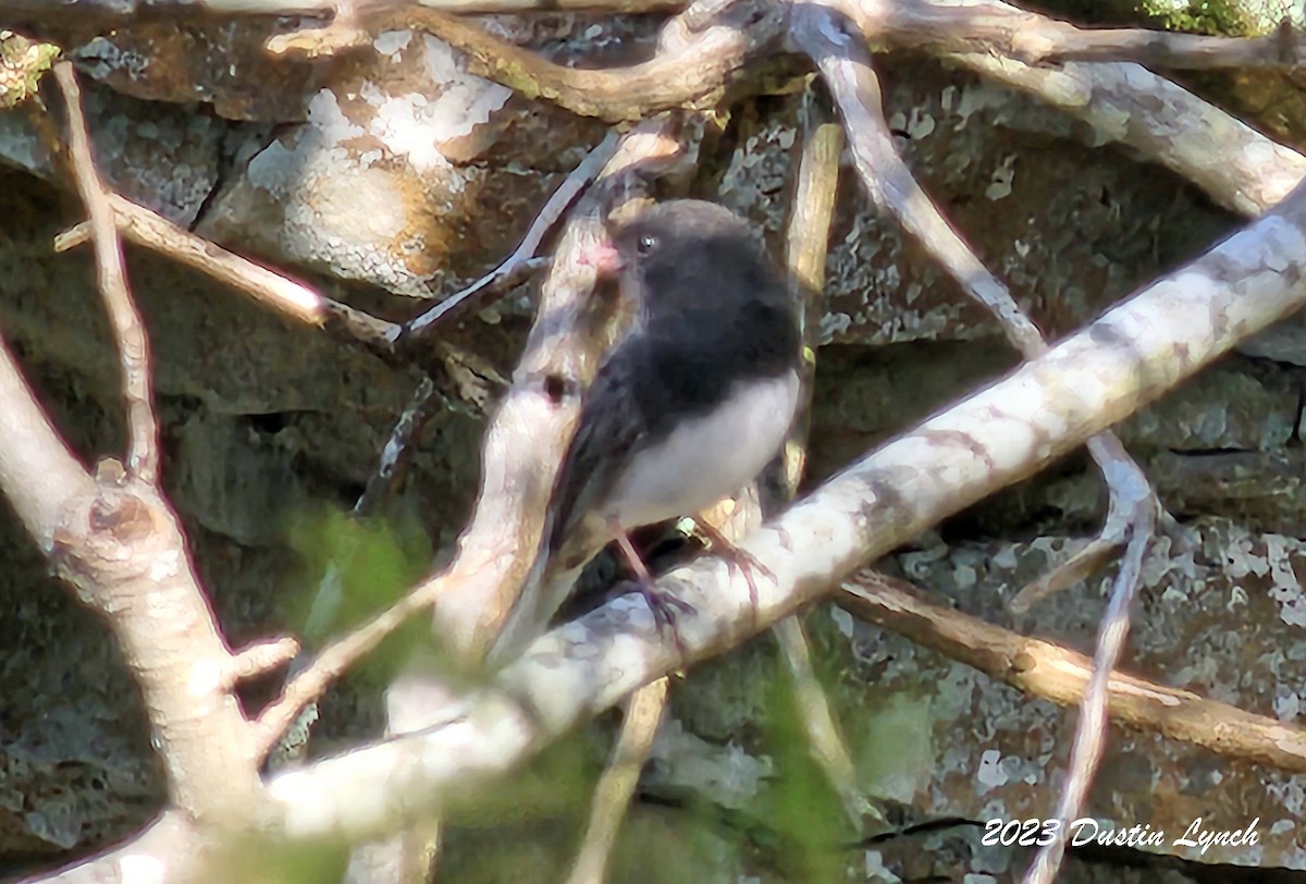 Юнко сірий - ML646857350