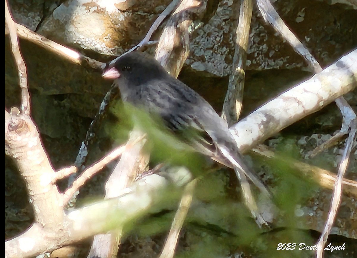 Юнко сірий - ML646857351