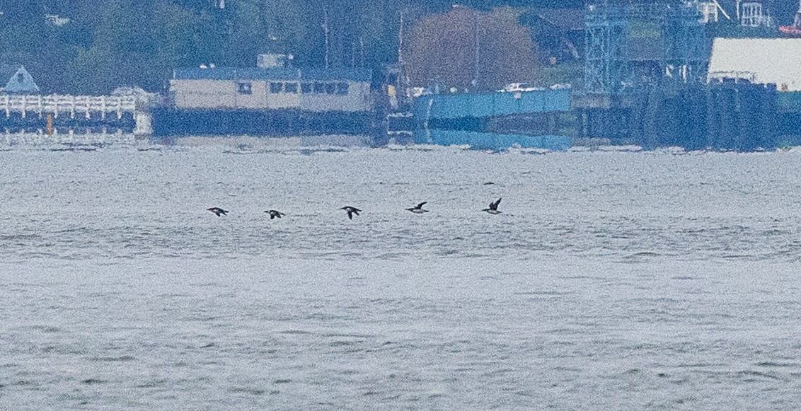 Arao Común - ML646857354