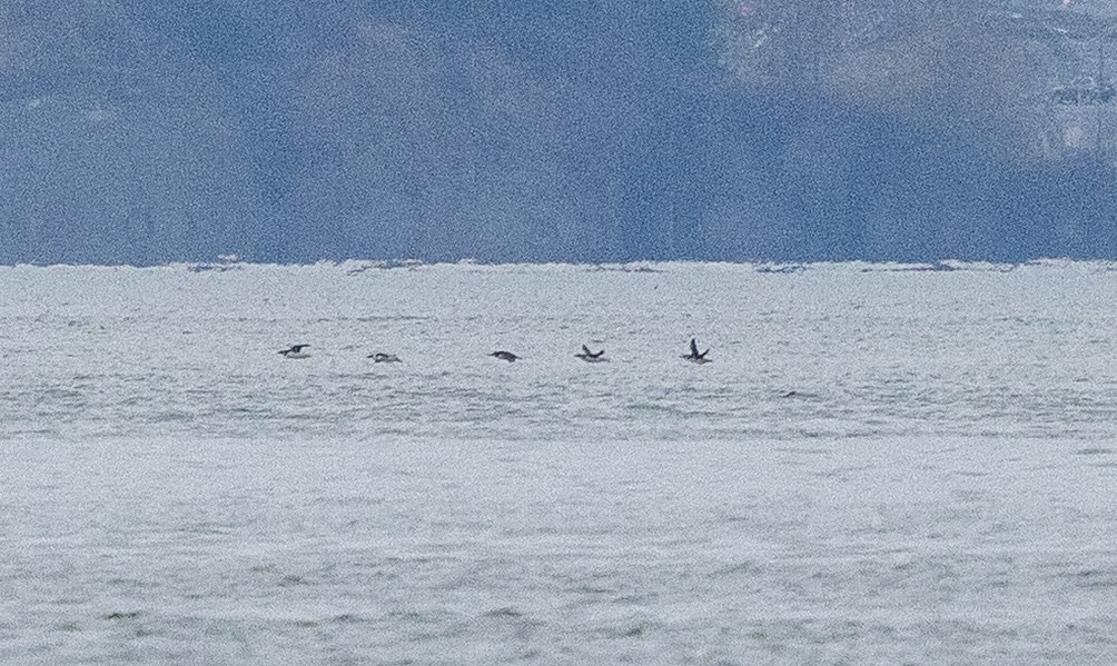 Arao Común - ML646857355