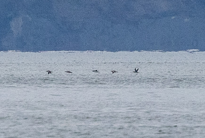 Arao Común - ML646857356