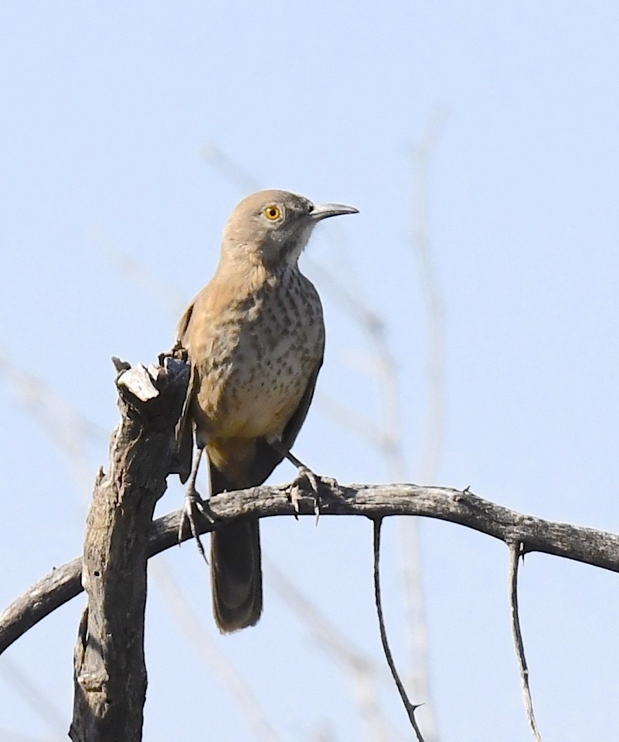 drozdec sonorský - ML646857357