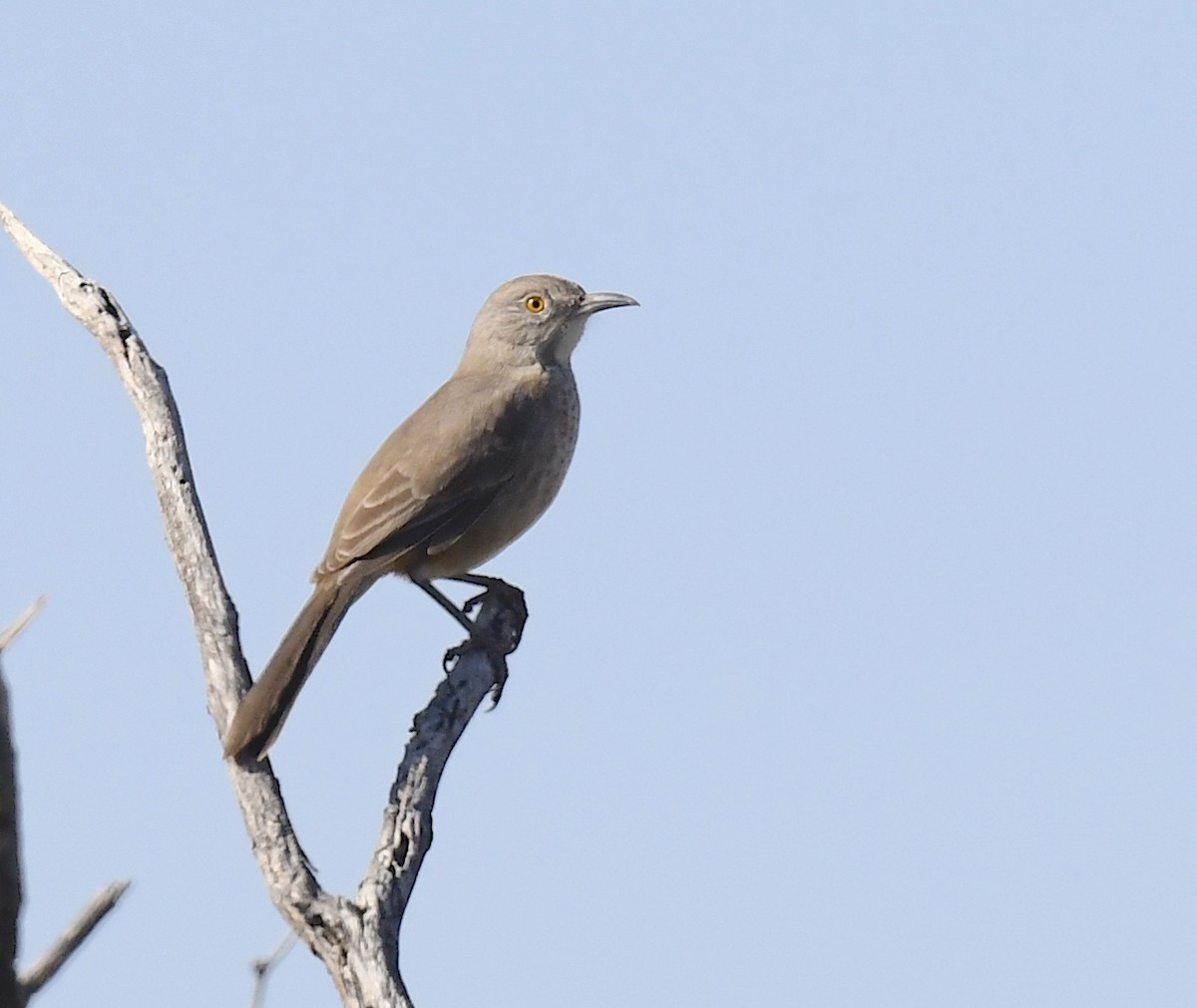 drozdec sonorský - ML646857358