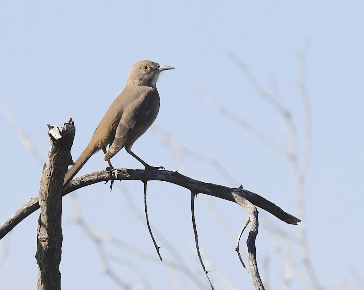 drozdec sonorský - ML646857359