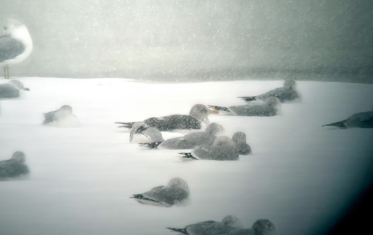 sildemåke - ML646857363