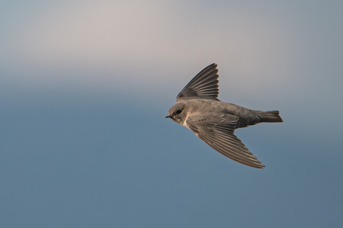 klippesvale - ML646857365