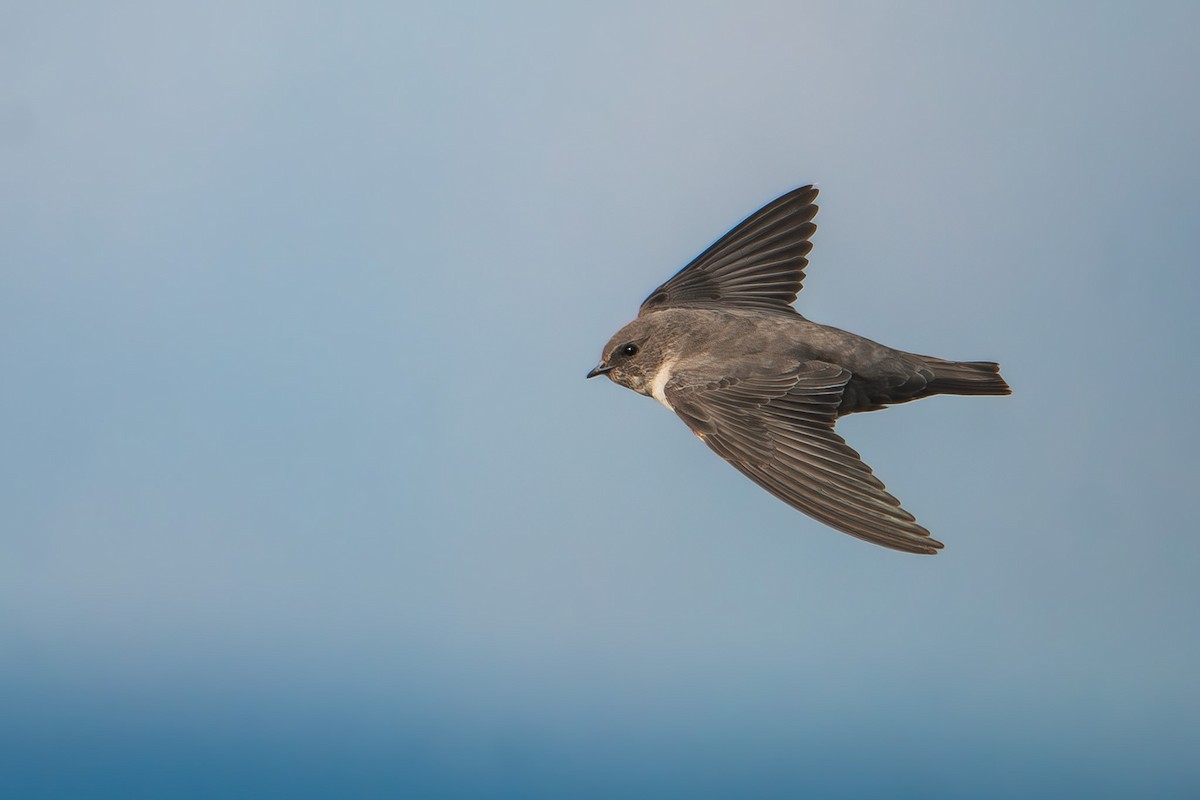 klippesvale - ML646857366