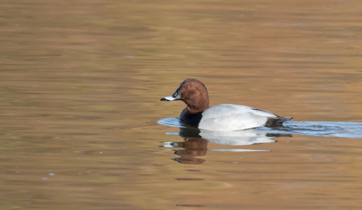 taffeland - ML646857368