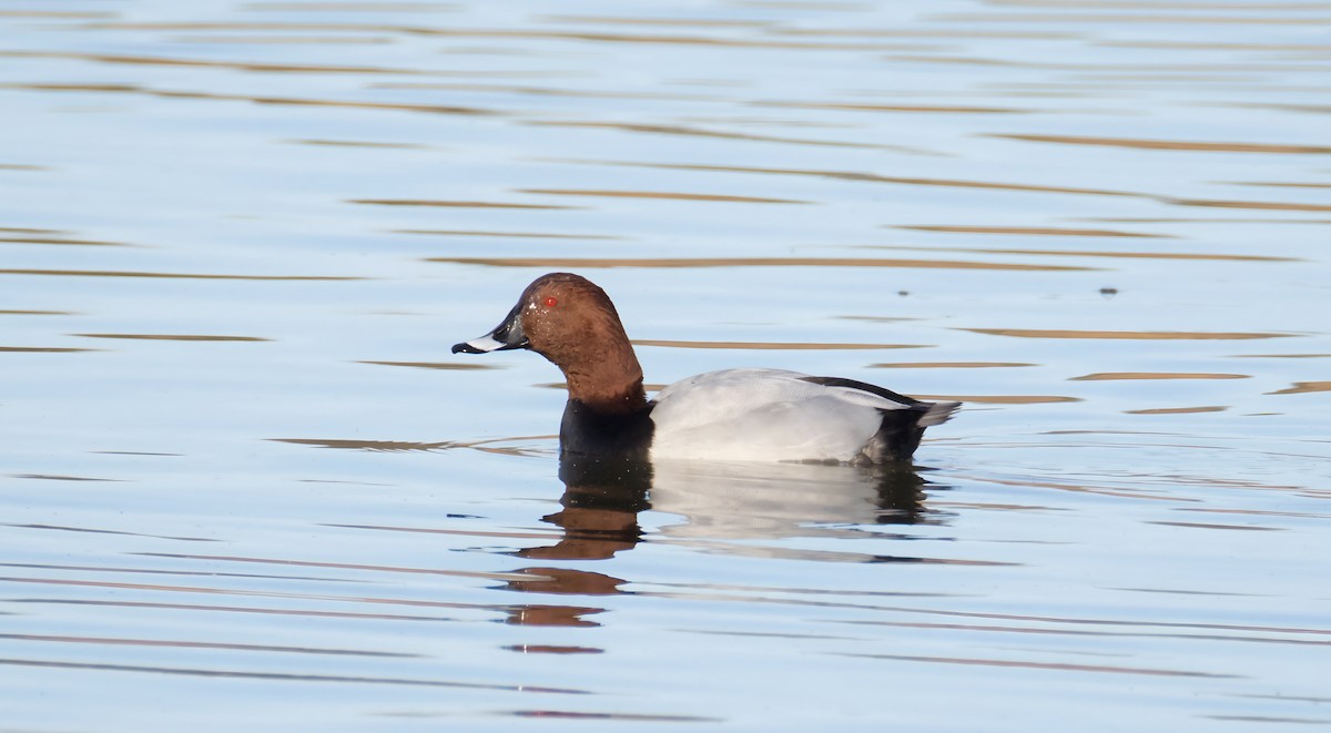 taffeland - ML646857369