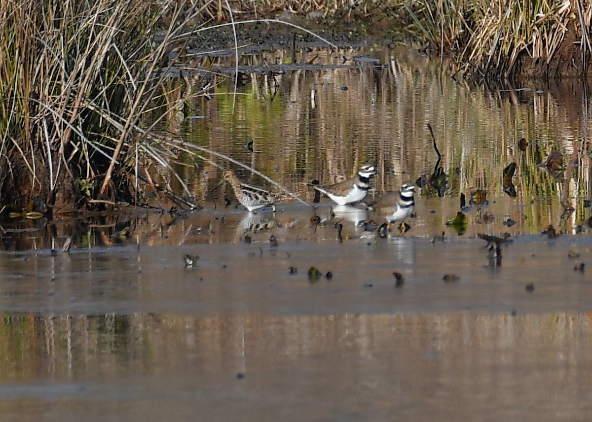 Wilson's Snipe - ML646857371
