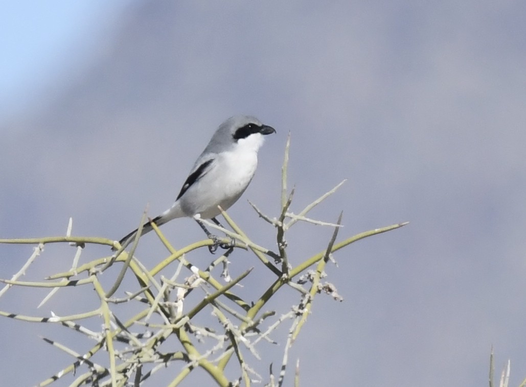 Loggerhead Shrike - ML646857373