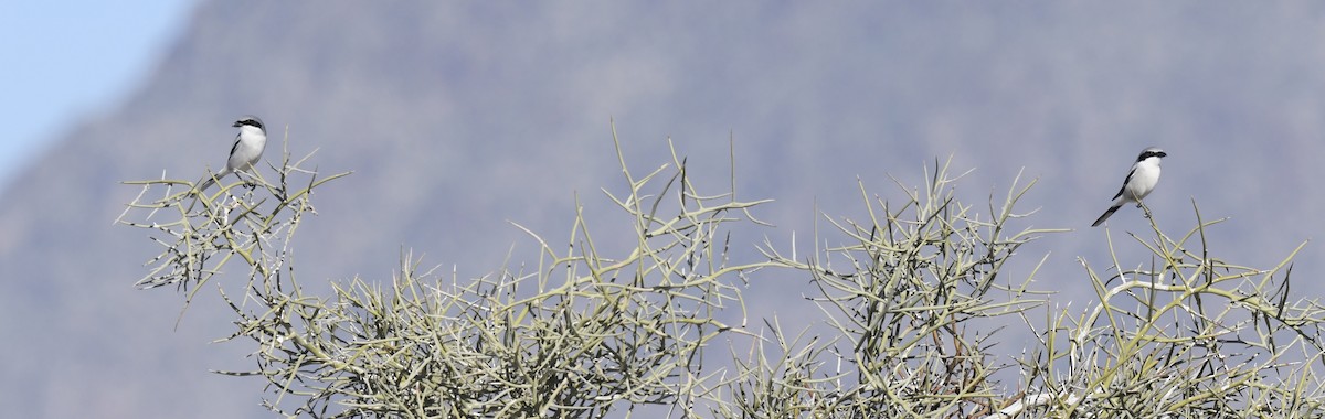 Loggerhead Shrike - ML646857374