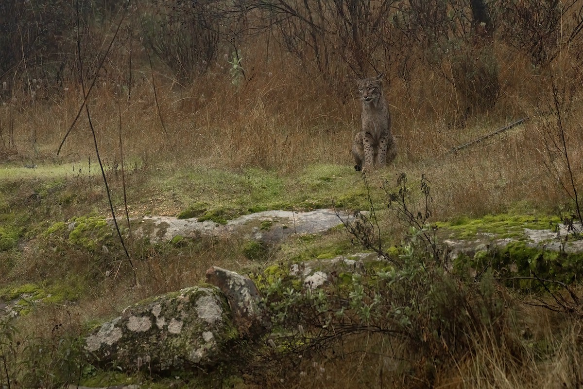 伊比利亞猞猁 - ML646857376