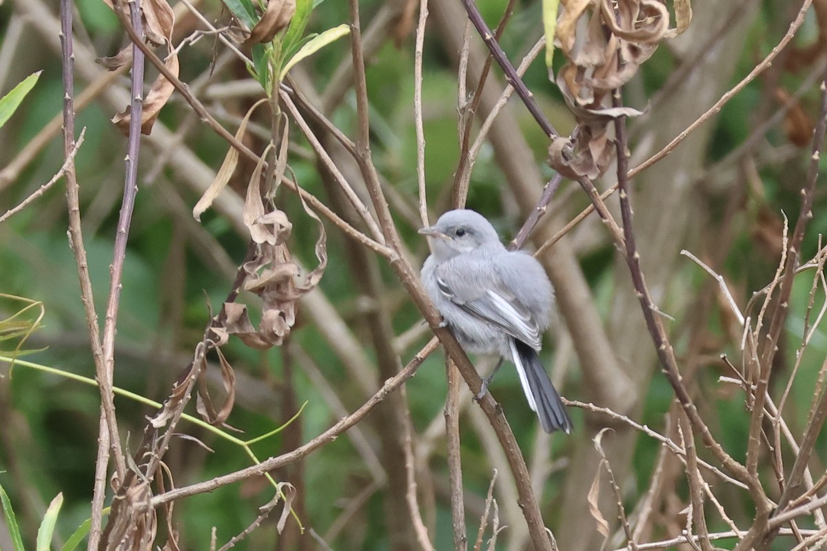 leskot škraboškový - ML646857378