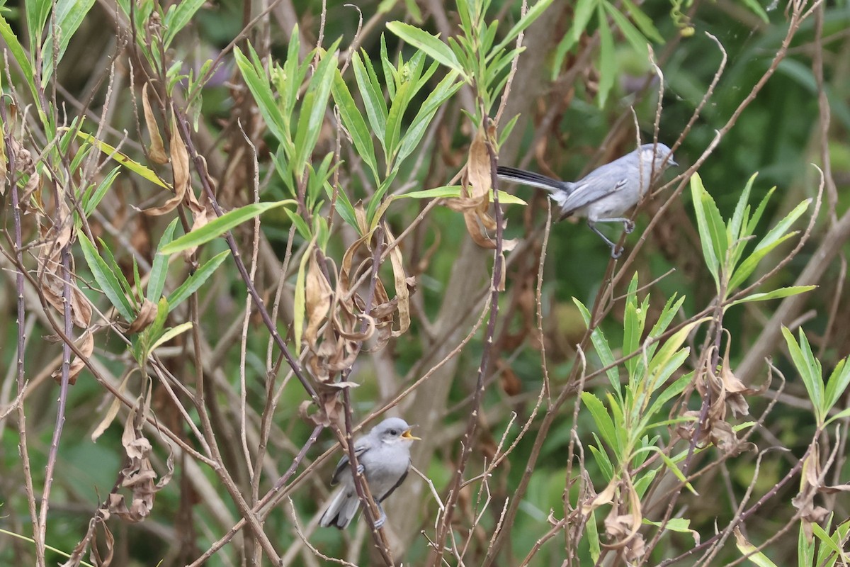 leskot škraboškový - ML646857379