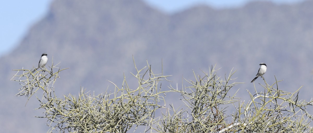 Loggerhead Shrike - ML646857380