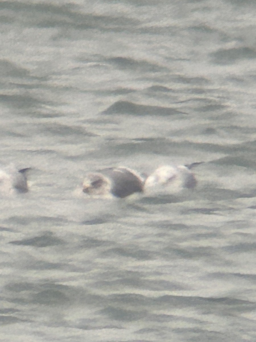 Gaviota Argéntea Americana x Sombría (híbrido) - ML646857381