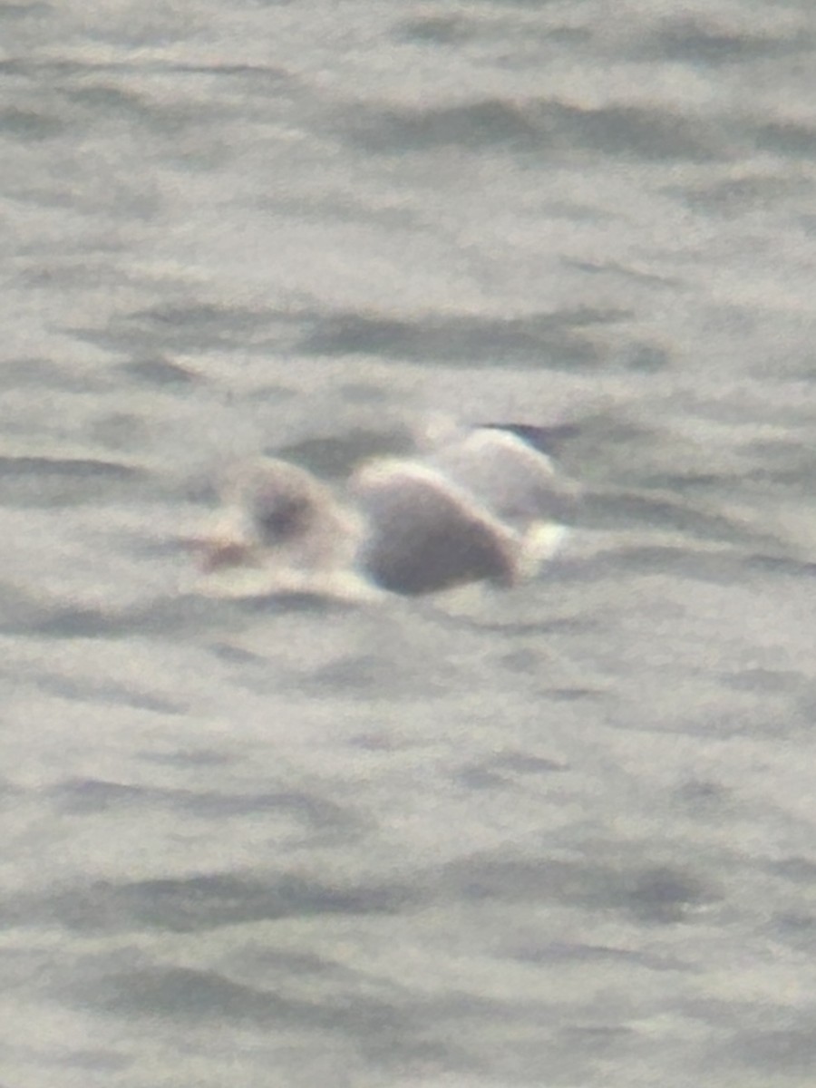 Gaviota Argéntea Americana x Sombría (híbrido) - ML646857382