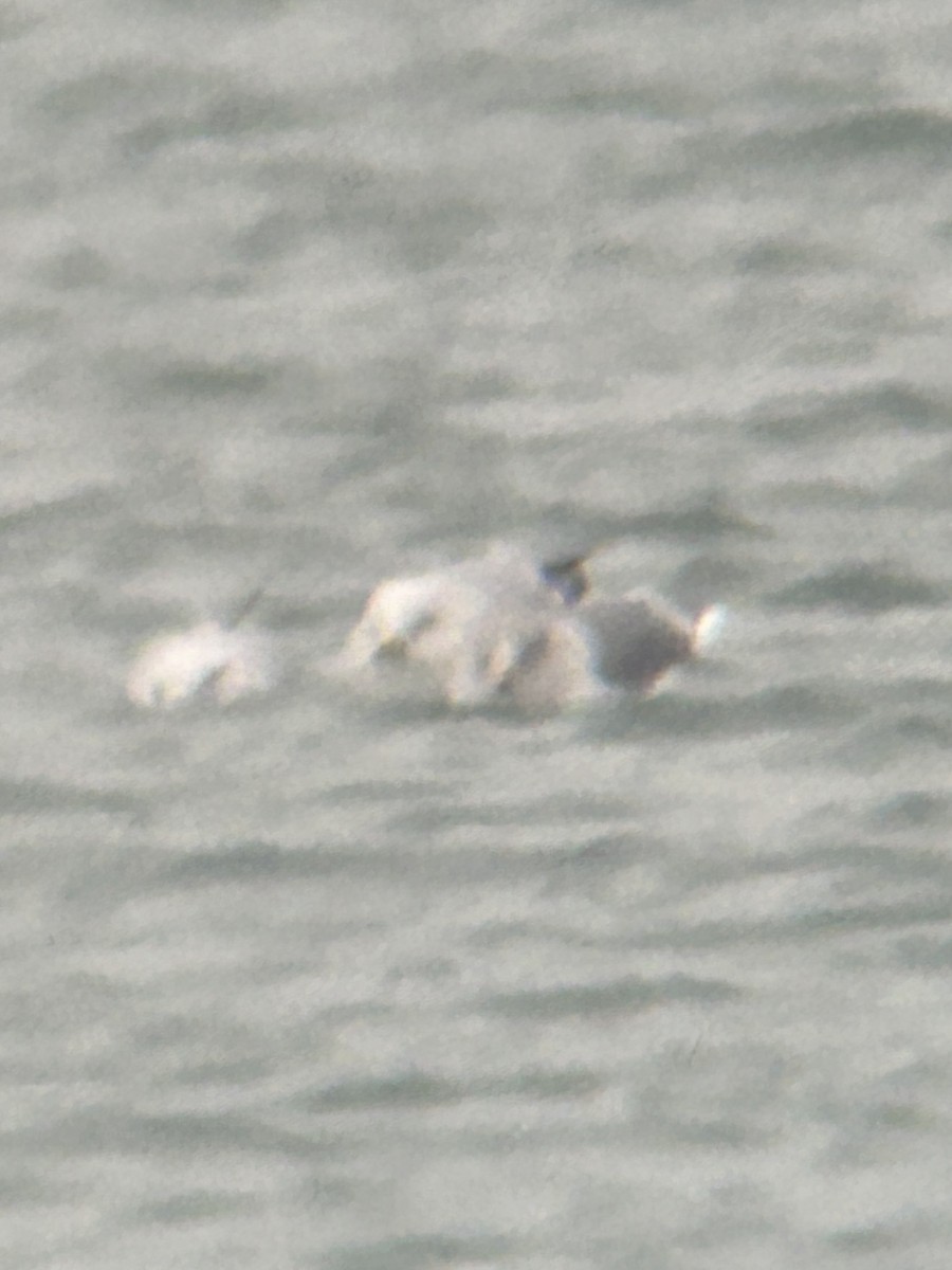 Gaviota Argéntea Americana x Sombría (híbrido) - ML646857383