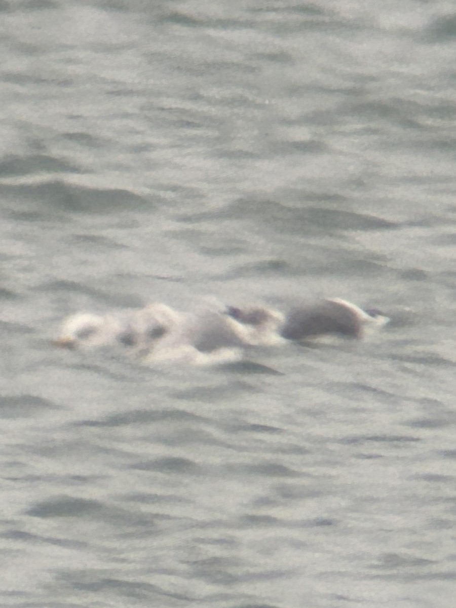 Gaviota Argéntea Americana x Sombría (híbrido) - ML646857384