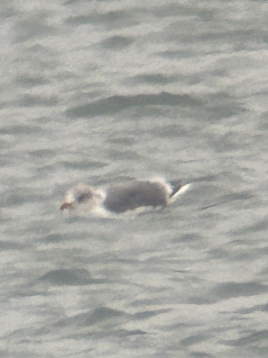 Gaviota Argéntea Americana x Sombría (híbrido) - ML646857387