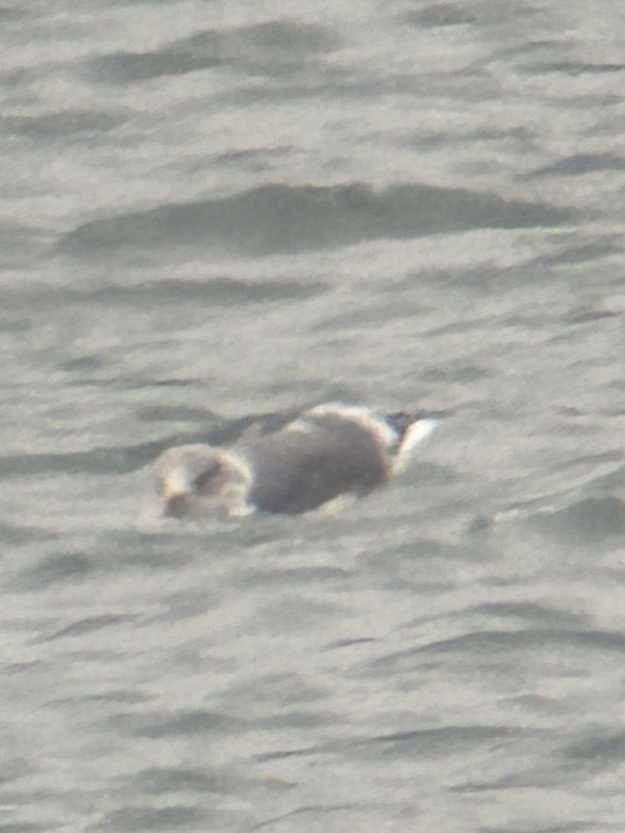 Gaviota Argéntea Americana x Sombría (híbrido) - ML646857388