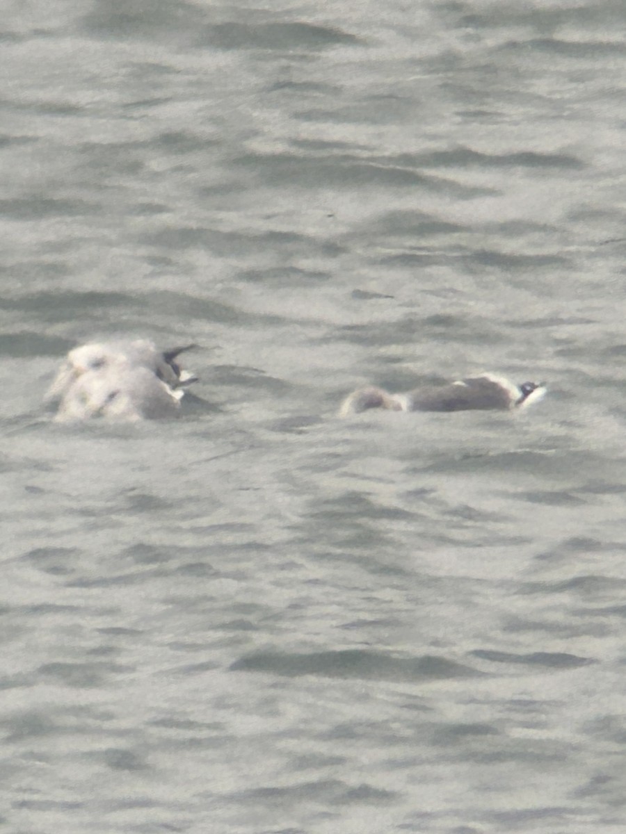 Gaviota Argéntea Americana x Sombría (híbrido) - ML646857389