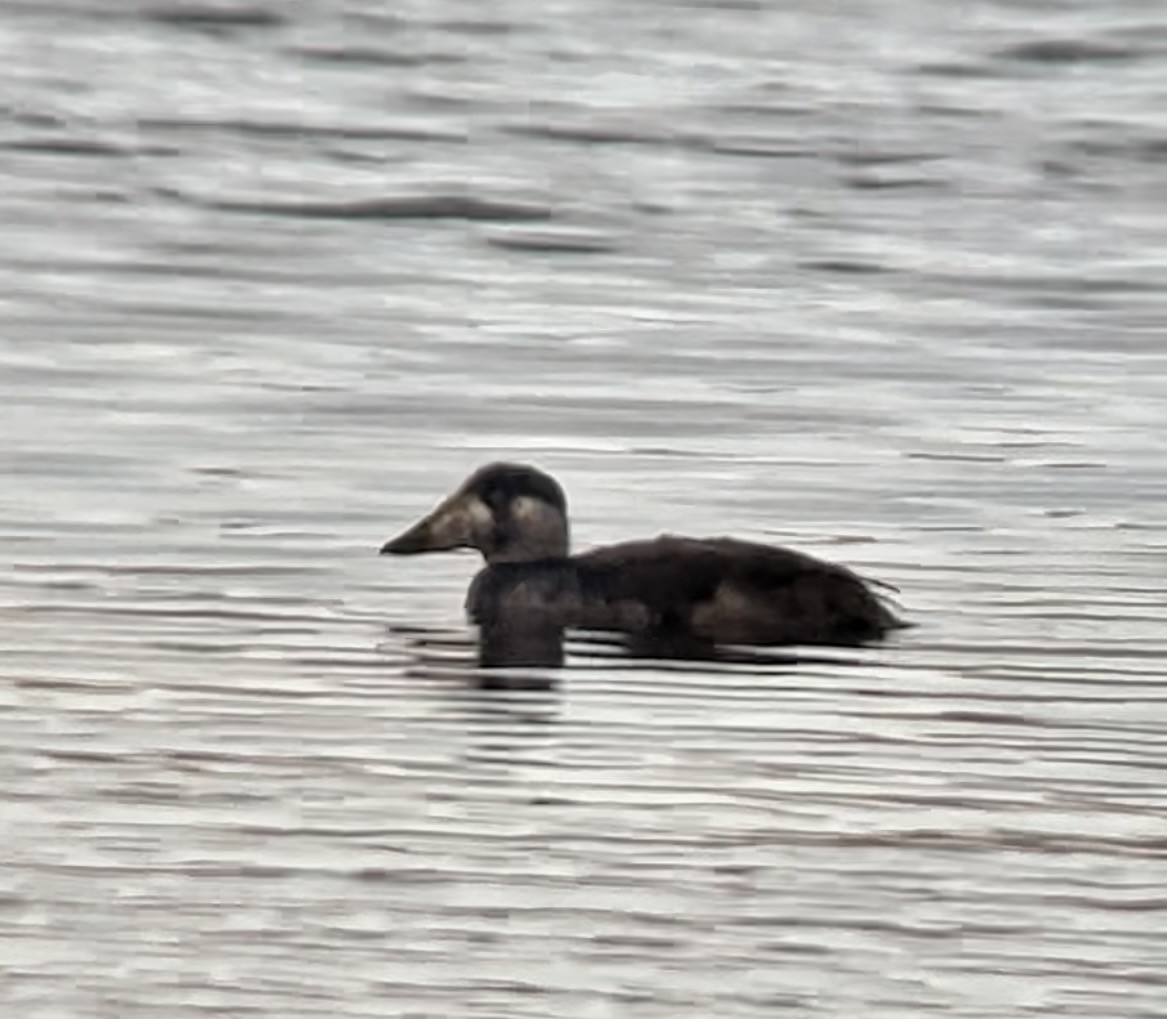Surf Scoter - ML646857390