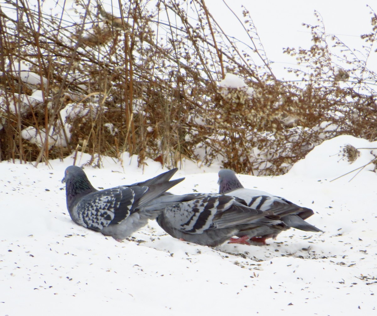 Kaya Güvercini (evcil tip) - ML646857394