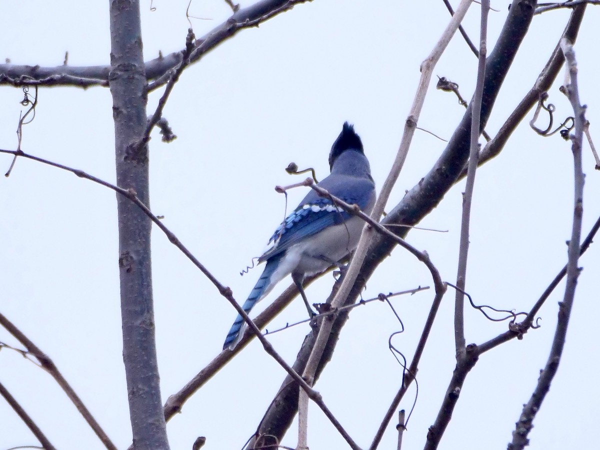 Blue Jay - ML646857396
