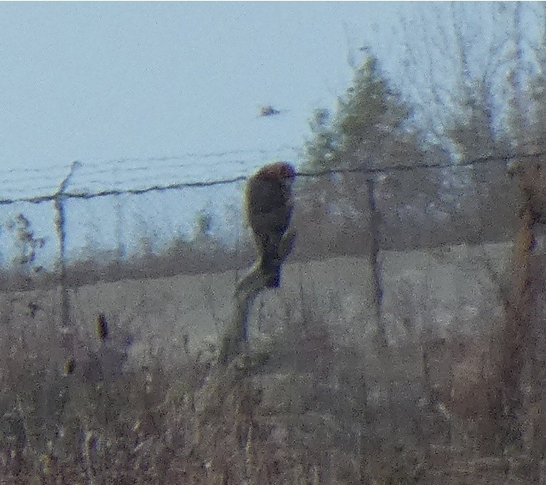 hawk sp. - ML646857397