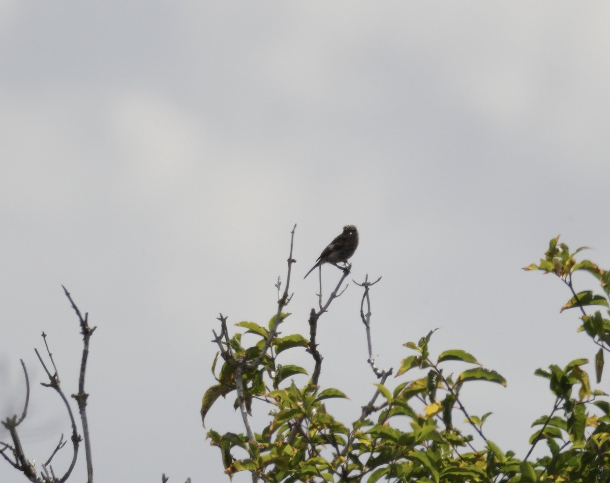 European Stonechat - ML646857399