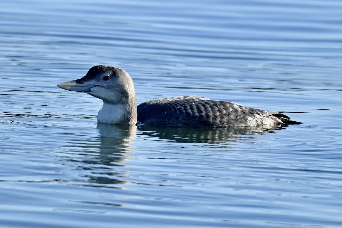 צוללן לבן-מקור - ML646857400