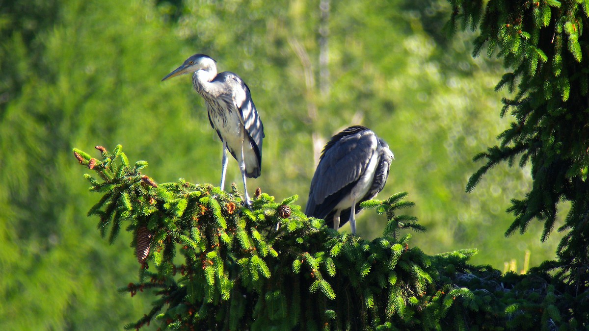 蒼鷺 - ML646857402