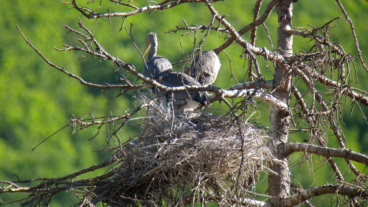 蒼鷺 - ML646857403