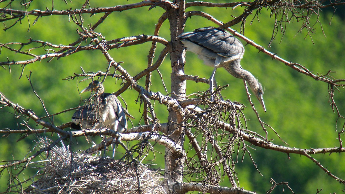 蒼鷺 - ML646857404