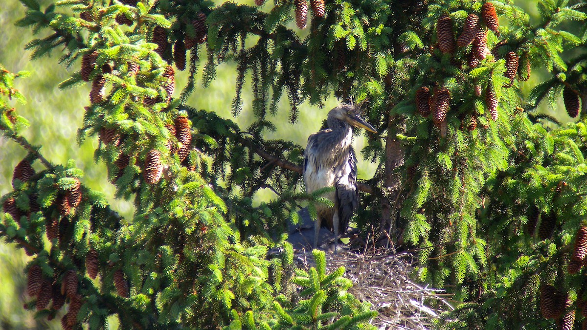 蒼鷺 - ML646857405