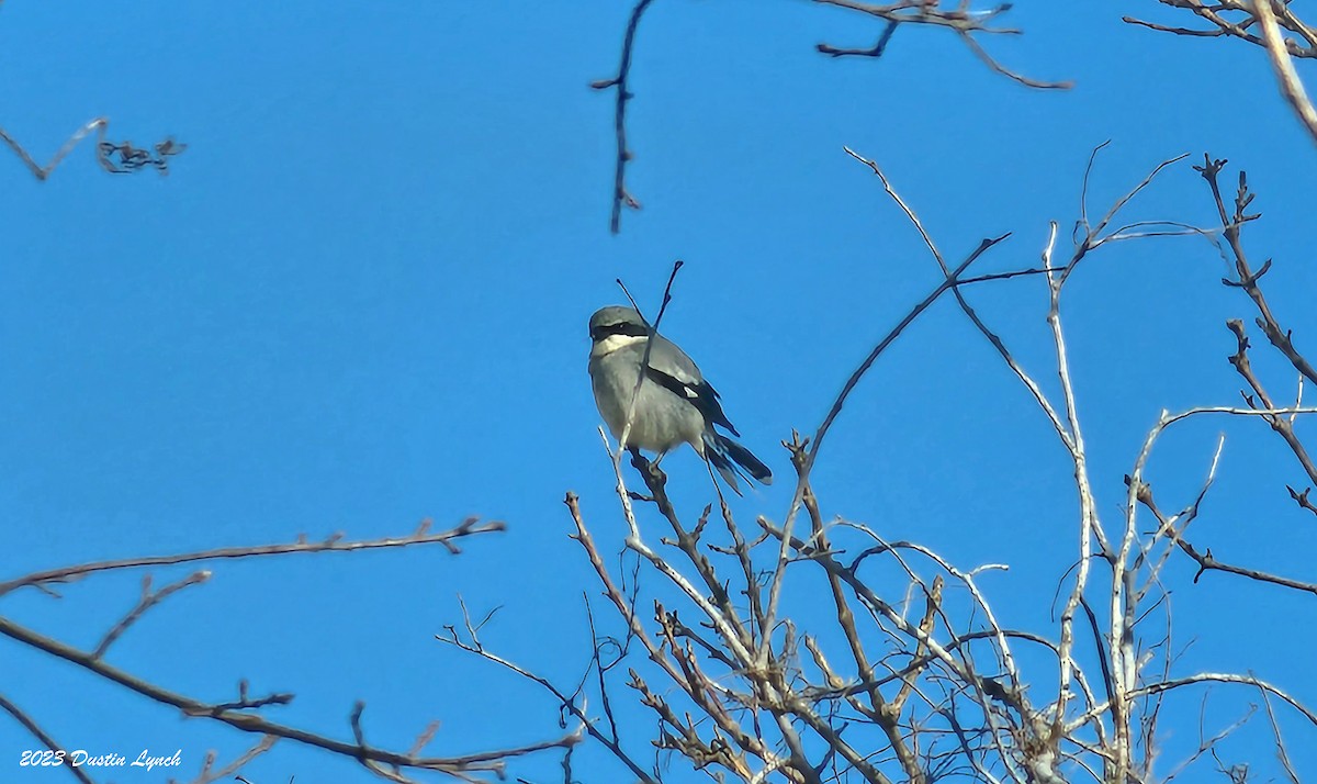 Сорокопуд американський - ML646857406