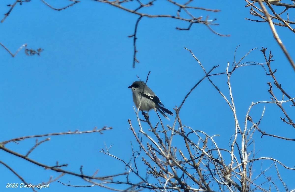 Сорокопуд американський - ML646857407