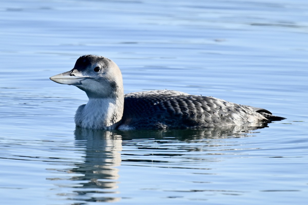 צוללן לבן-מקור - ML646857408