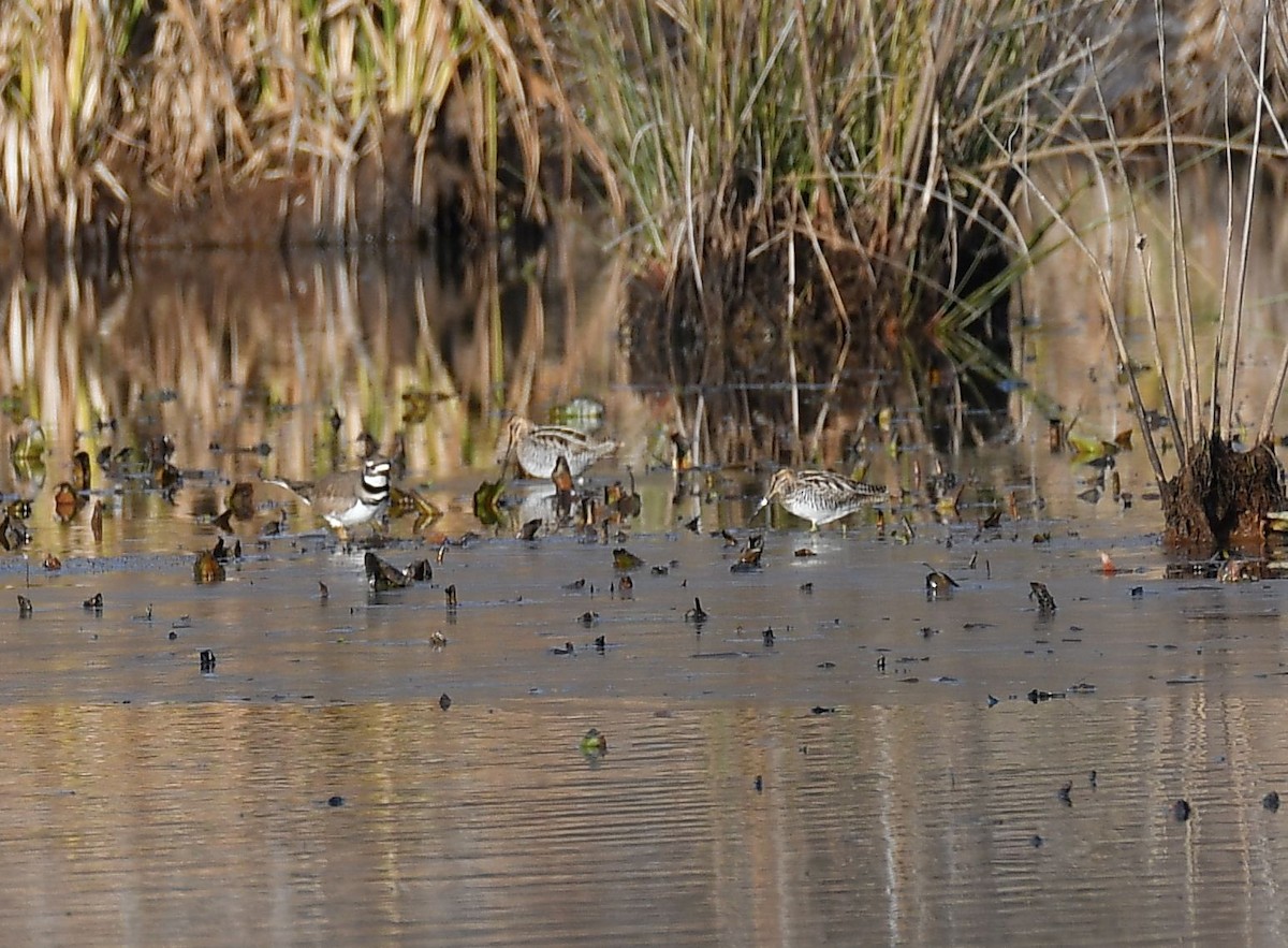 Wilson's Snipe - ML646857410