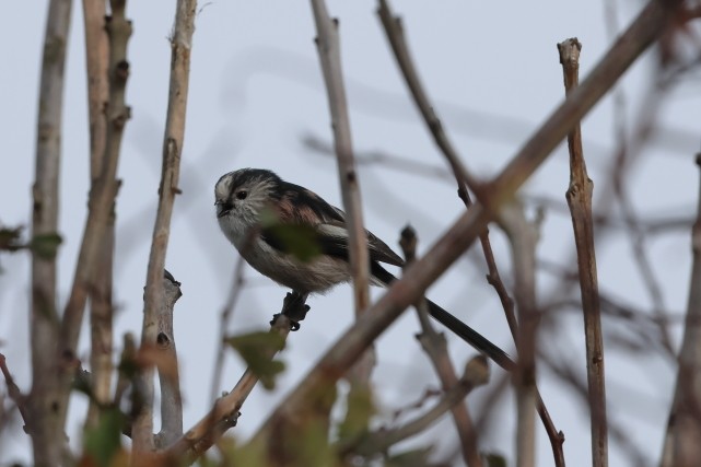 Long-tailed Tit - ML646857413