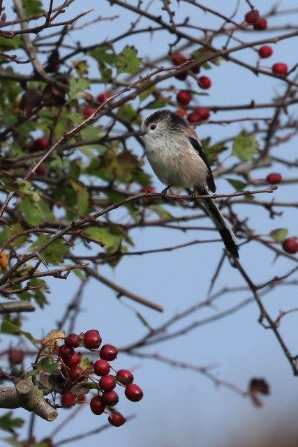 Long-tailed Tit - ML646857414