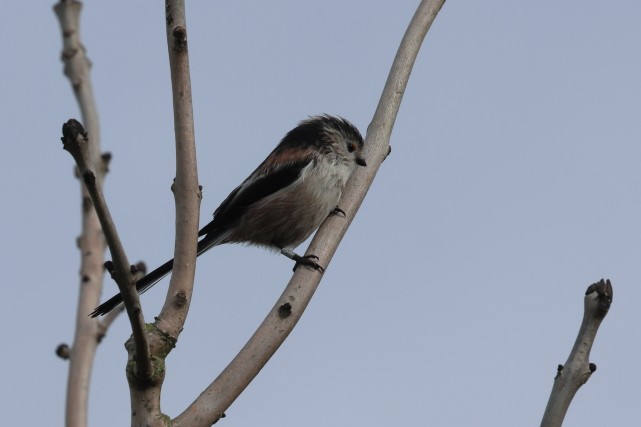 Long-tailed Tit - ML646857415