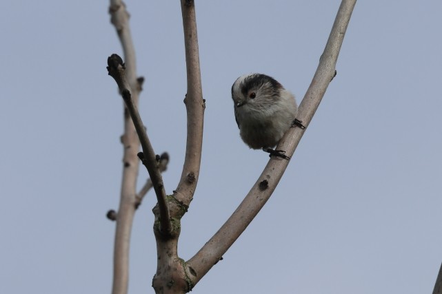 Long-tailed Tit - ML646857416