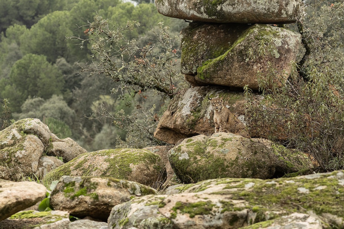 伊比利亞猞猁 - ML646857417