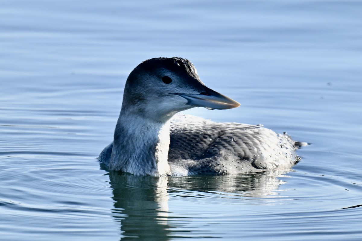 צוללן לבן-מקור - ML646857418