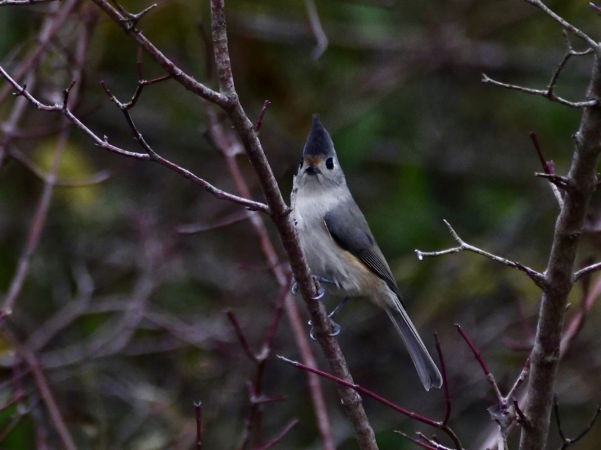 Black-crested Titmouse - ML646857419