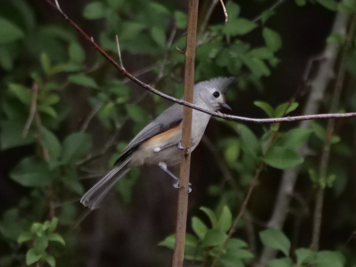 Black-crested Titmouse - ML646857420
