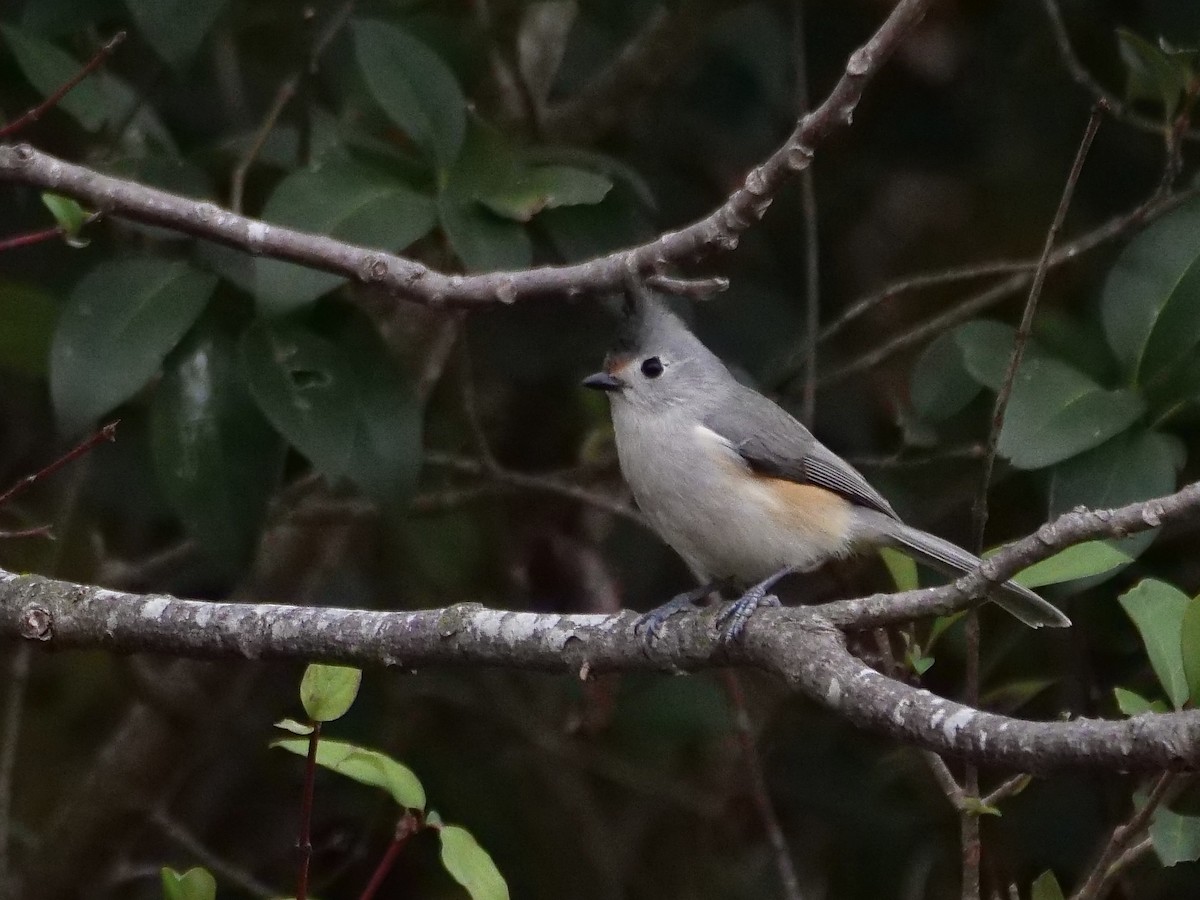 Black-crested Titmouse - ML646857421